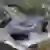 N337