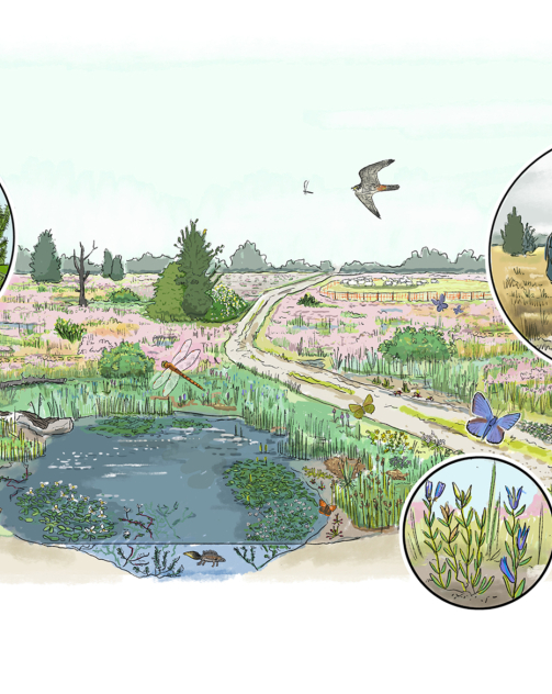 Boetelerveld tekening