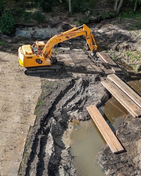 Japanse Duizendknoop 3