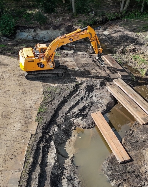 Japanse Duizendknoop 3