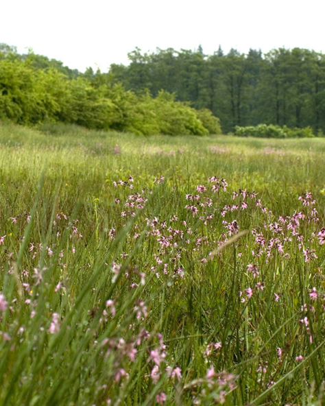 NM Steenkamp Ferry Siemensma