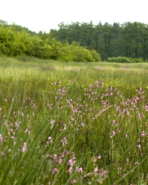 NM Steenkamp Ferry Siemensma