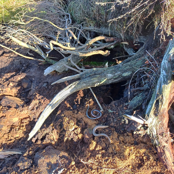 Reptielplaatsen Sallandse Heuvelrug4