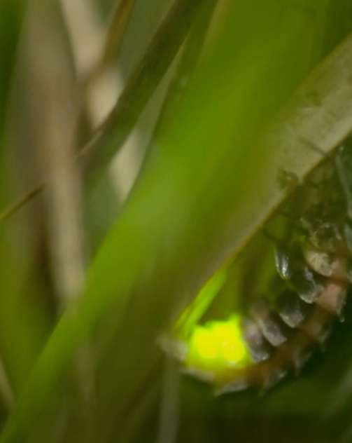 Glimworm Witte Veen Glimworm Witte Veen