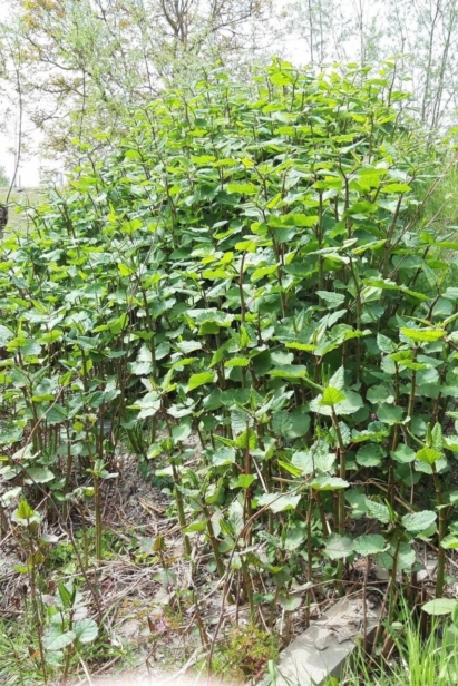 Bestrijding van invasieve soorten