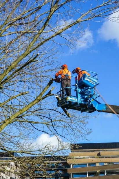 Boomverzorging en advies